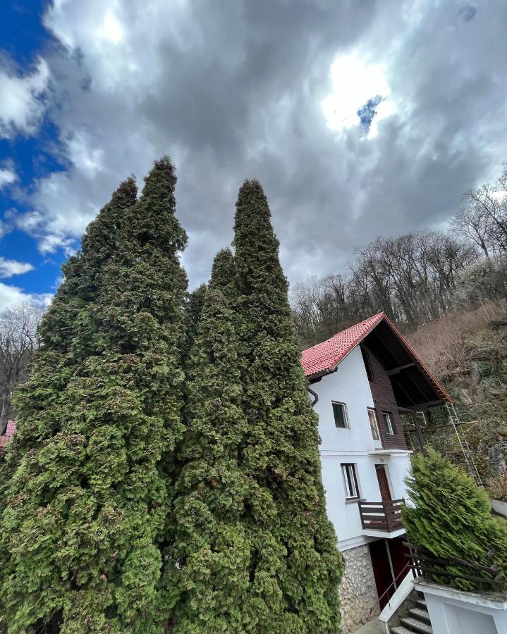 Timi Residence Braszów Zewnętrze zdjęcie